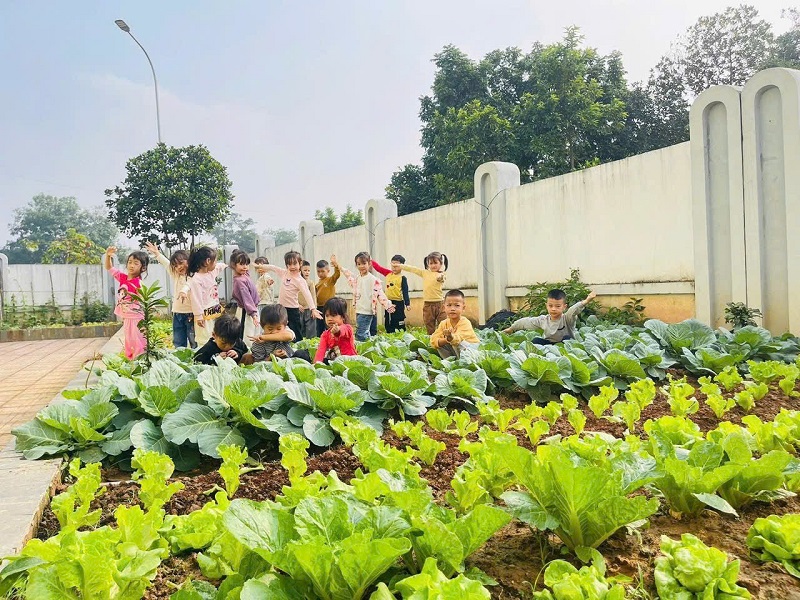 Hoạt động trải nghiệm thăm vườn rau của các bé