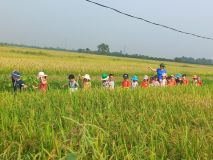 Trải nghiệm cánh đồng lúa của Trẻ trường MN Tân Ước